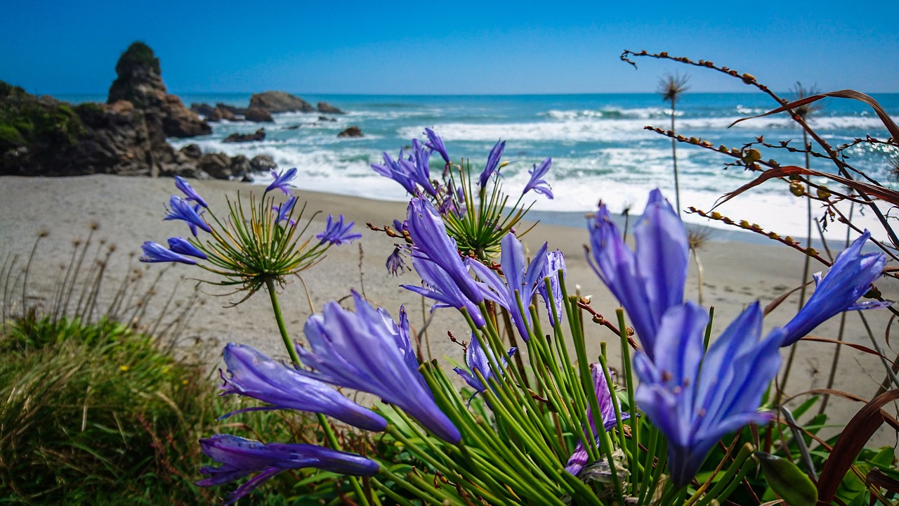 beach new zealand southern island free photo