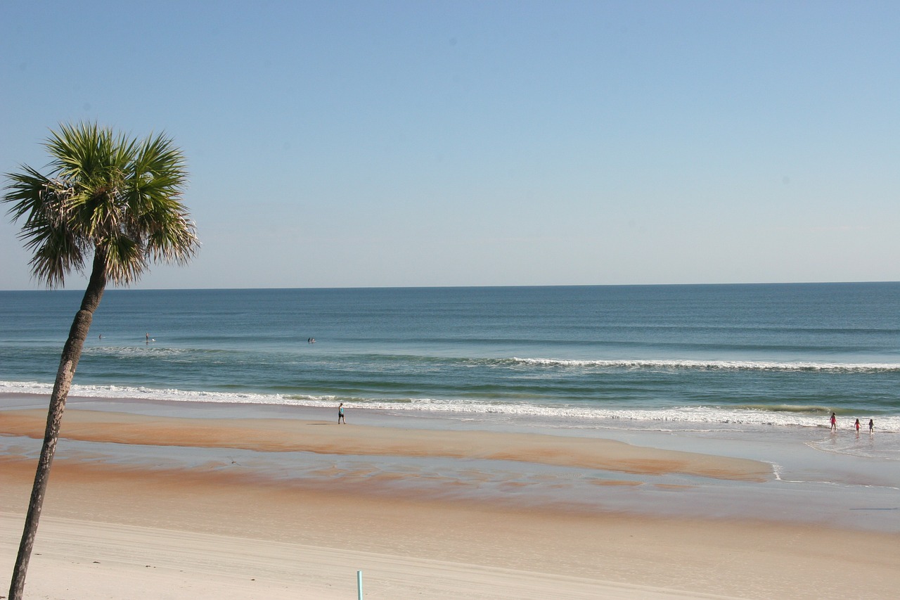 beach ocean palm free photo