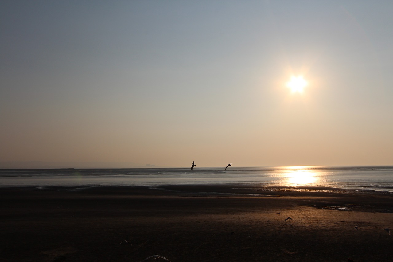 beach sunset seagull free photo