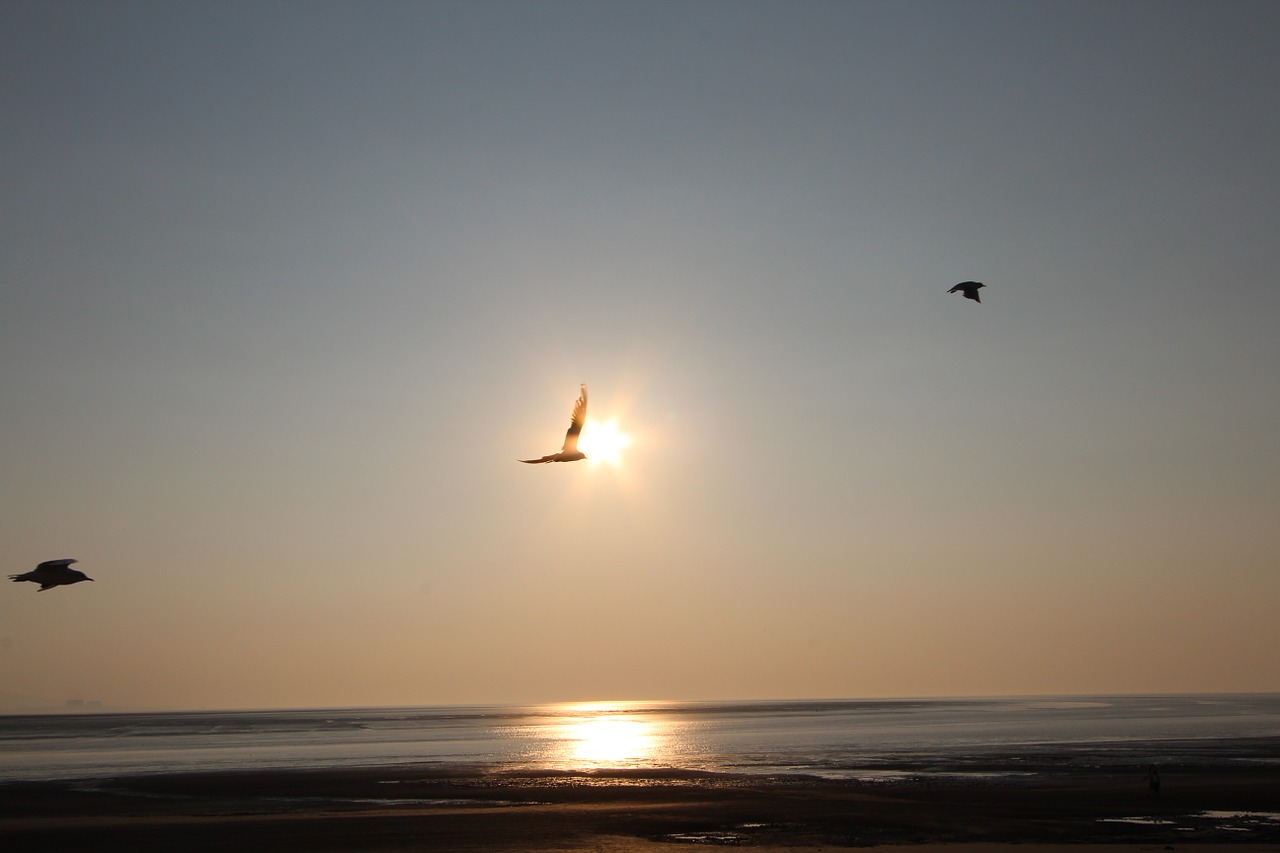 beach sunset seagull free photo