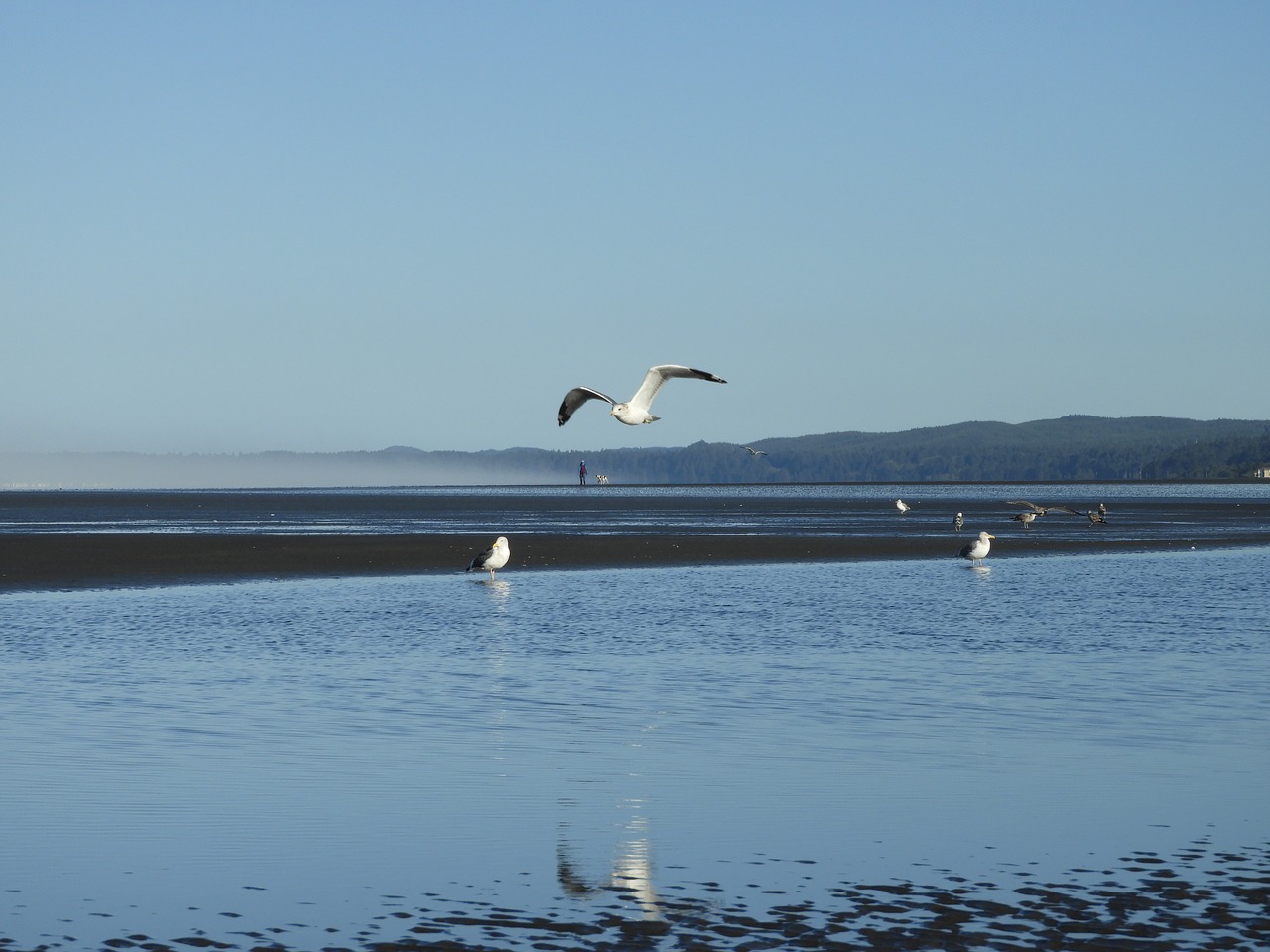 beach seagull flight free photo