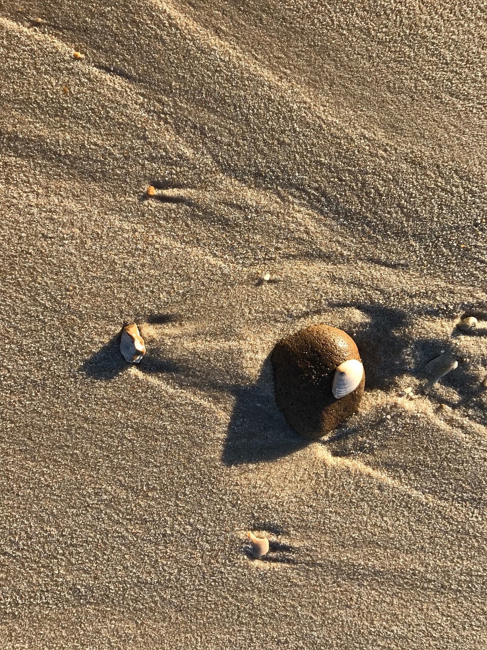 beach shell pebble free photo