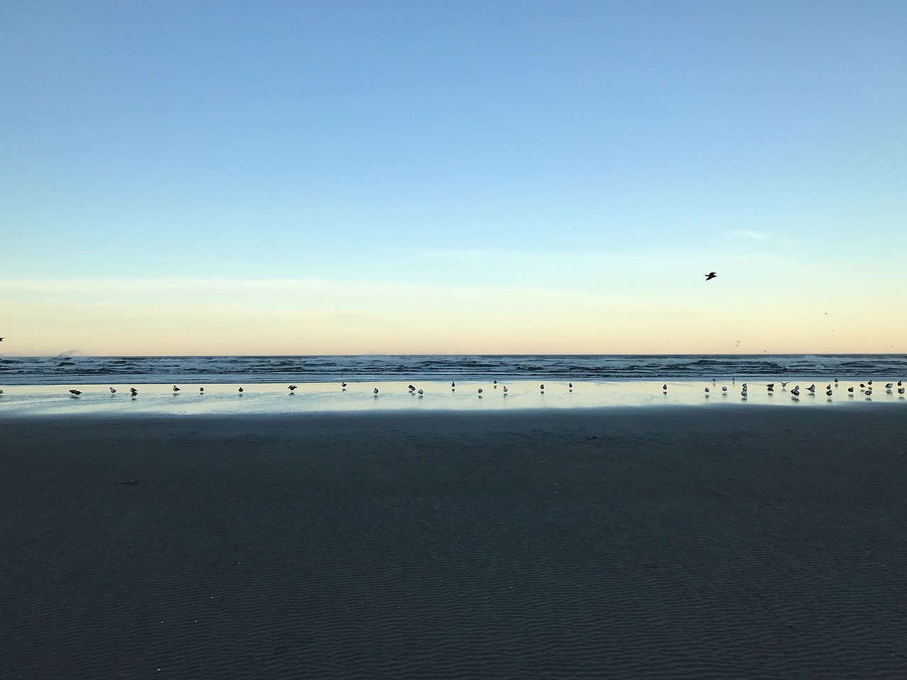 beach seagulls peaceful free photo