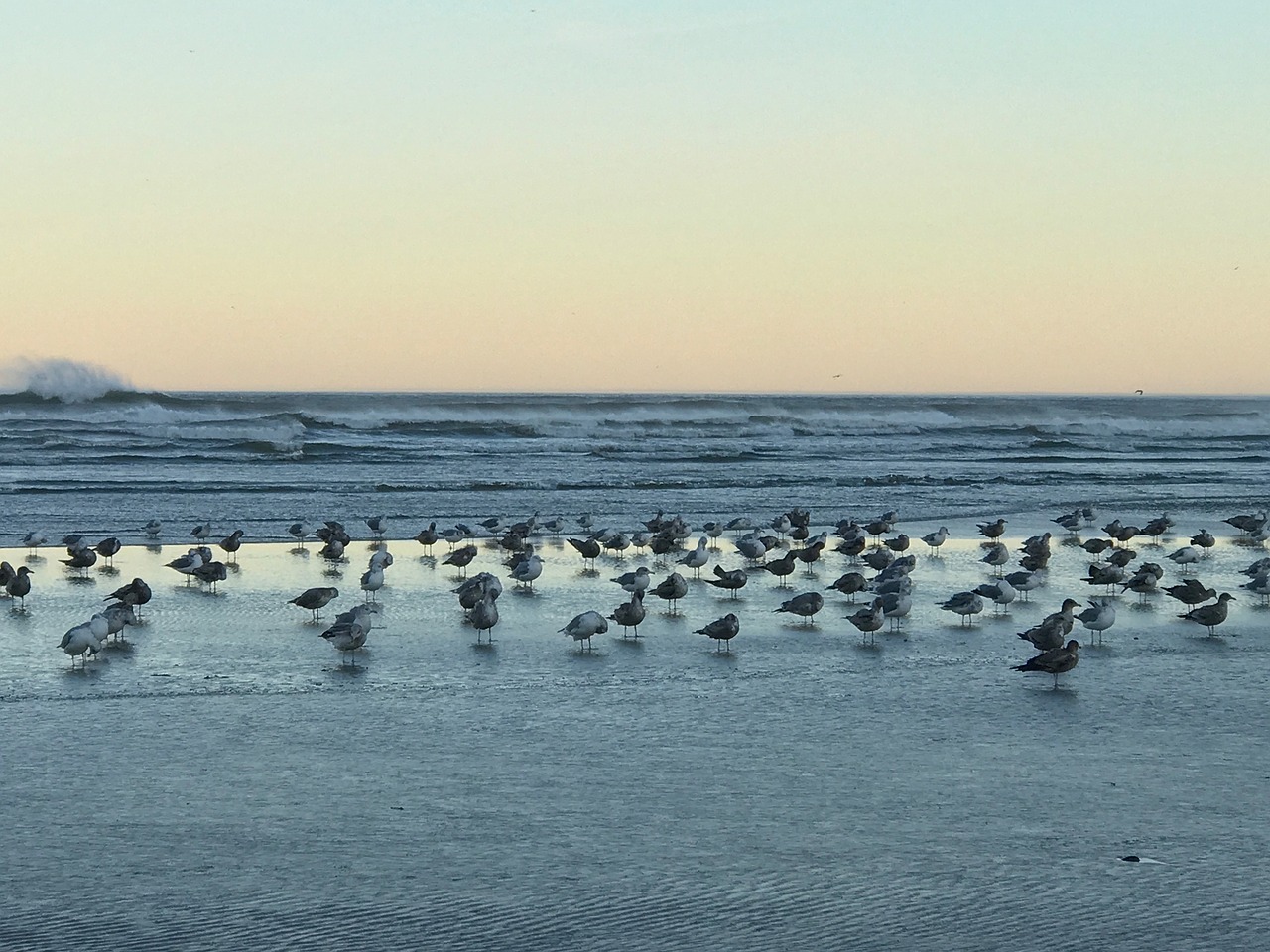 beach seagulls waves free photo