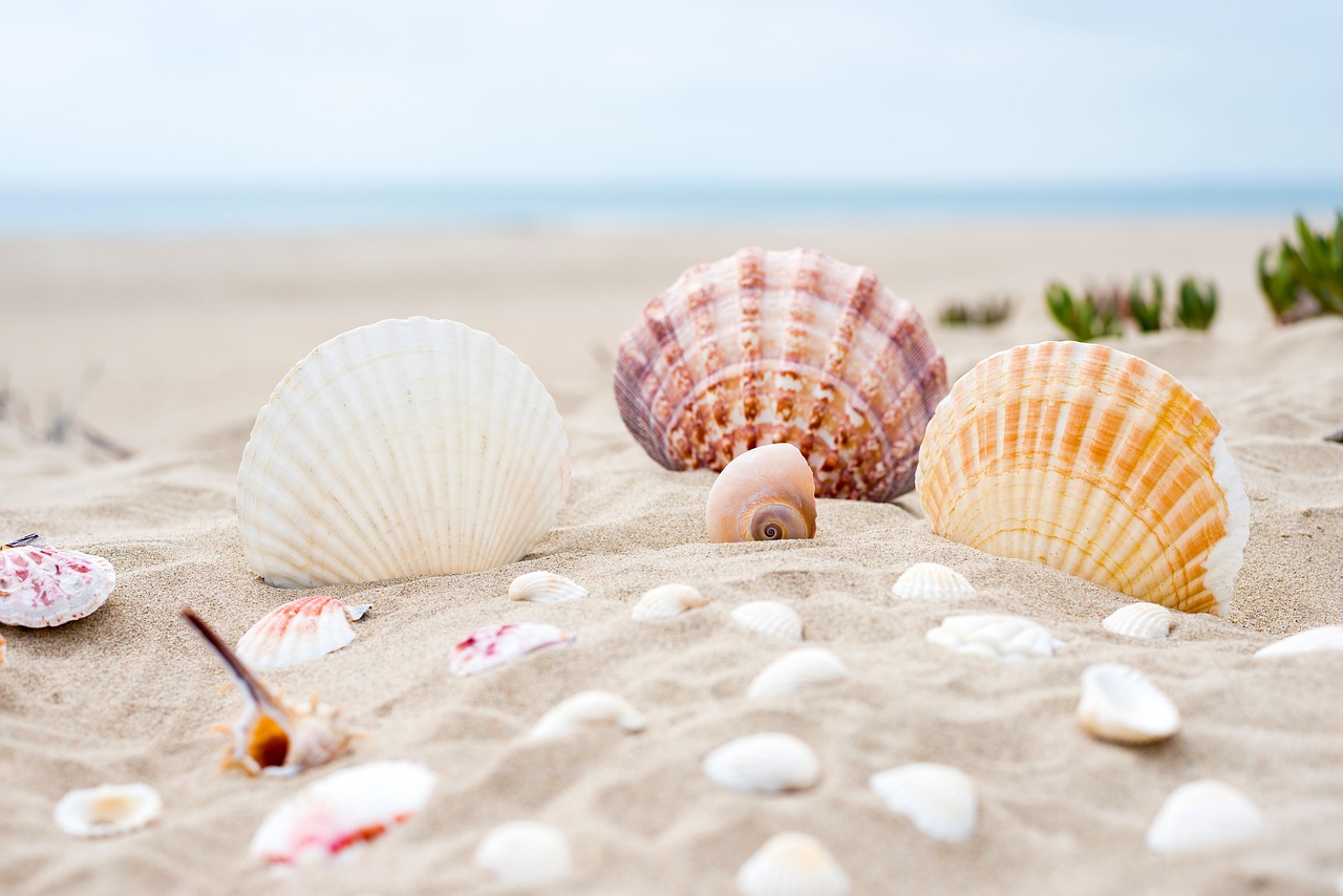 beach sand ocean free photo