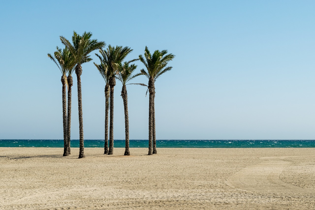 beach palm trees summer free photo