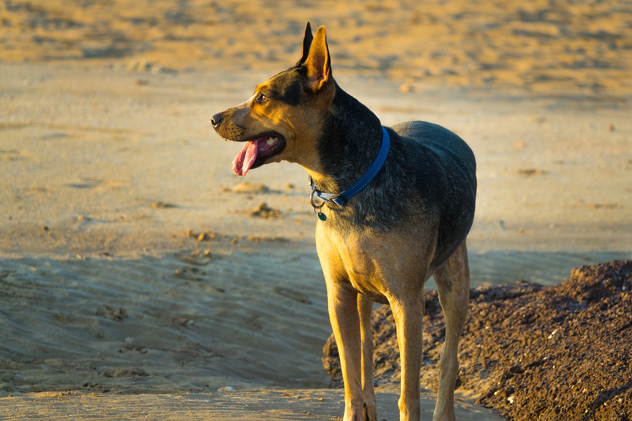 beach dog sunset free photo