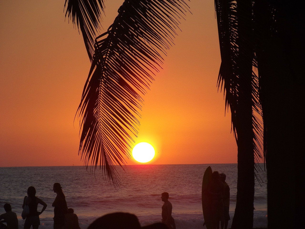 beach sunset palm tree free photo