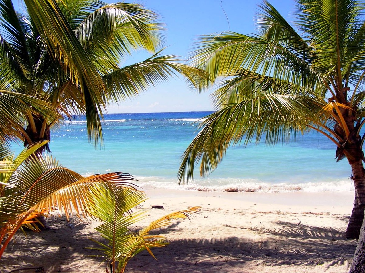 beach palm tree dominika free photo