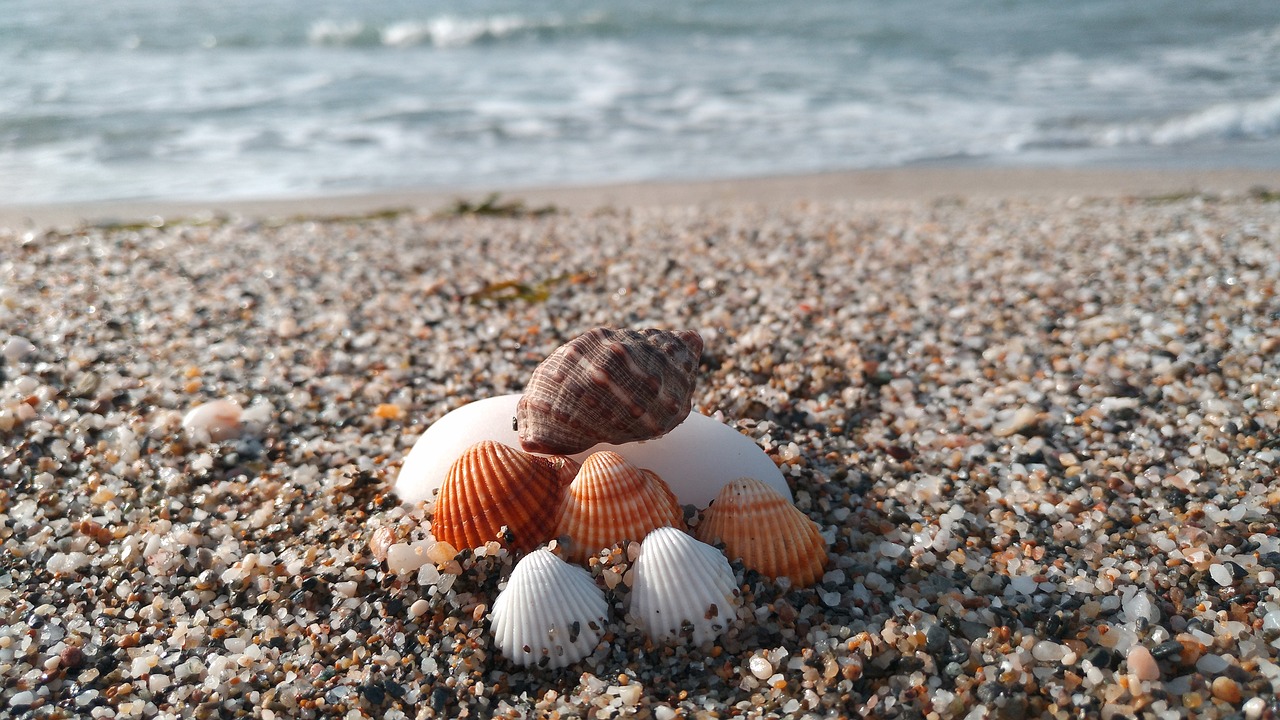 beach shells sea free photo