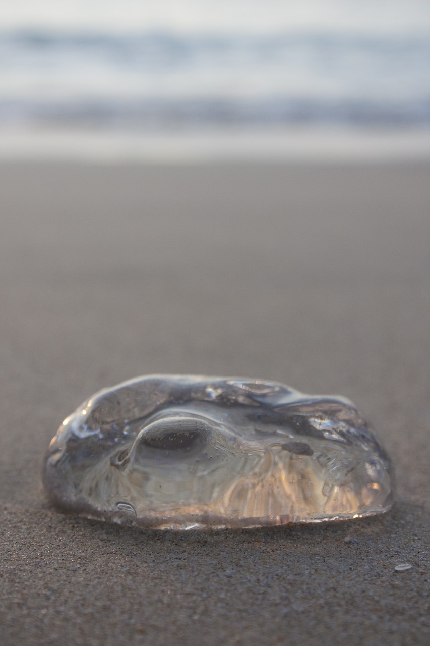 beach jellyfish lima free photo