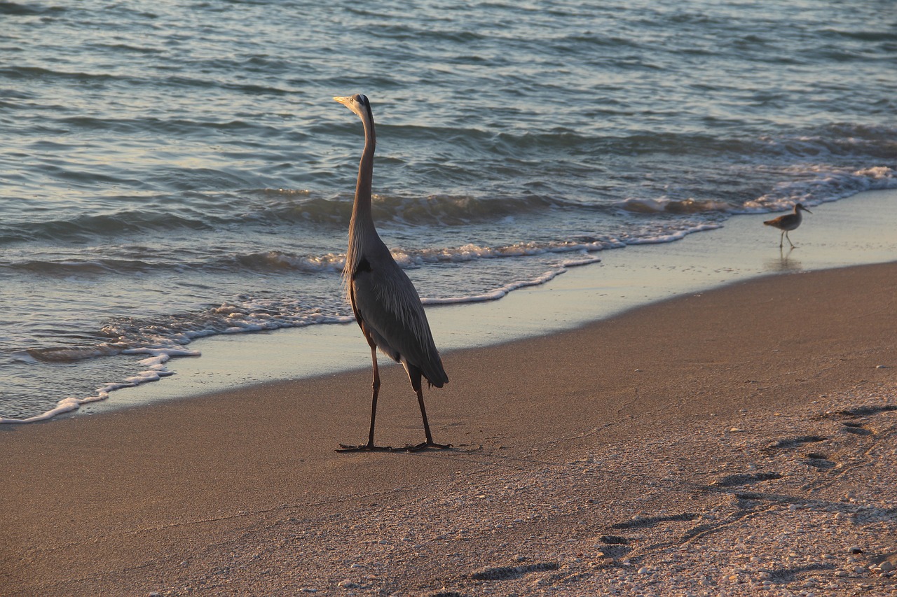 beach sunset bird free photo