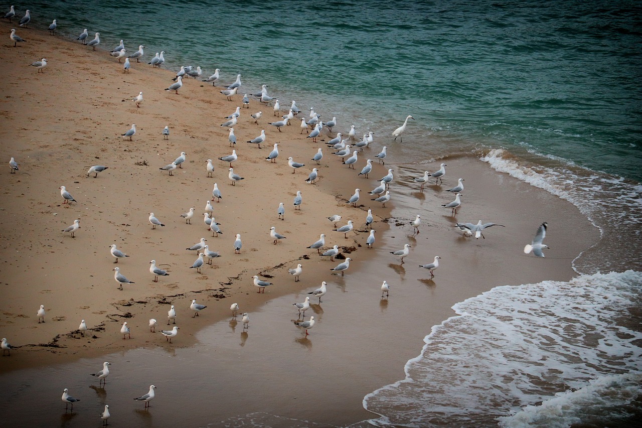 beach birds ocean free photo