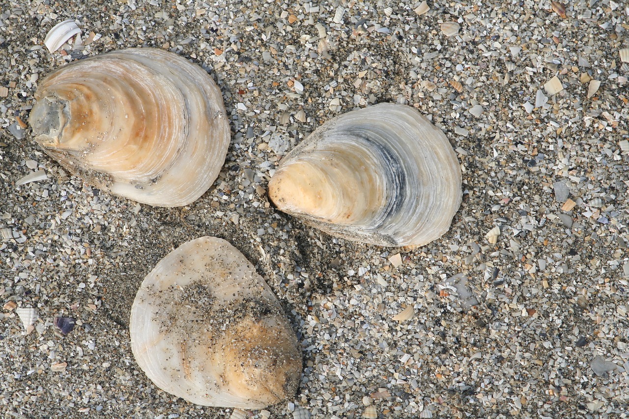 beach side shell free photo