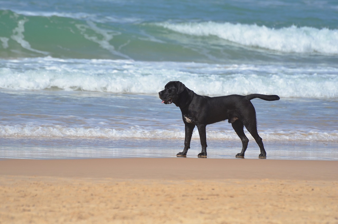 beach sand water free photo