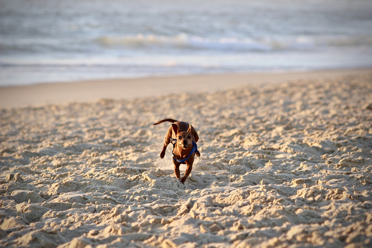 beach sand sea free photo