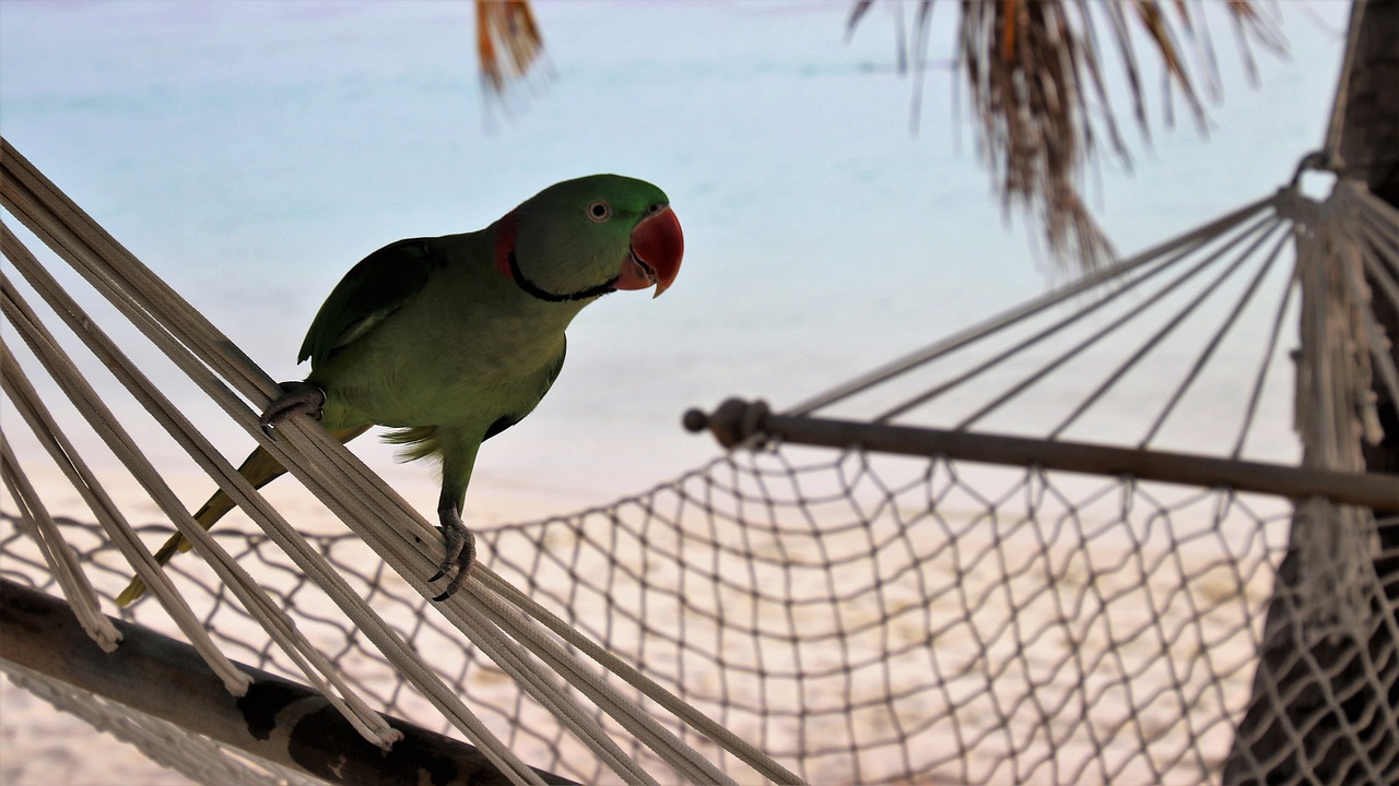 beach in the evening bird free photo