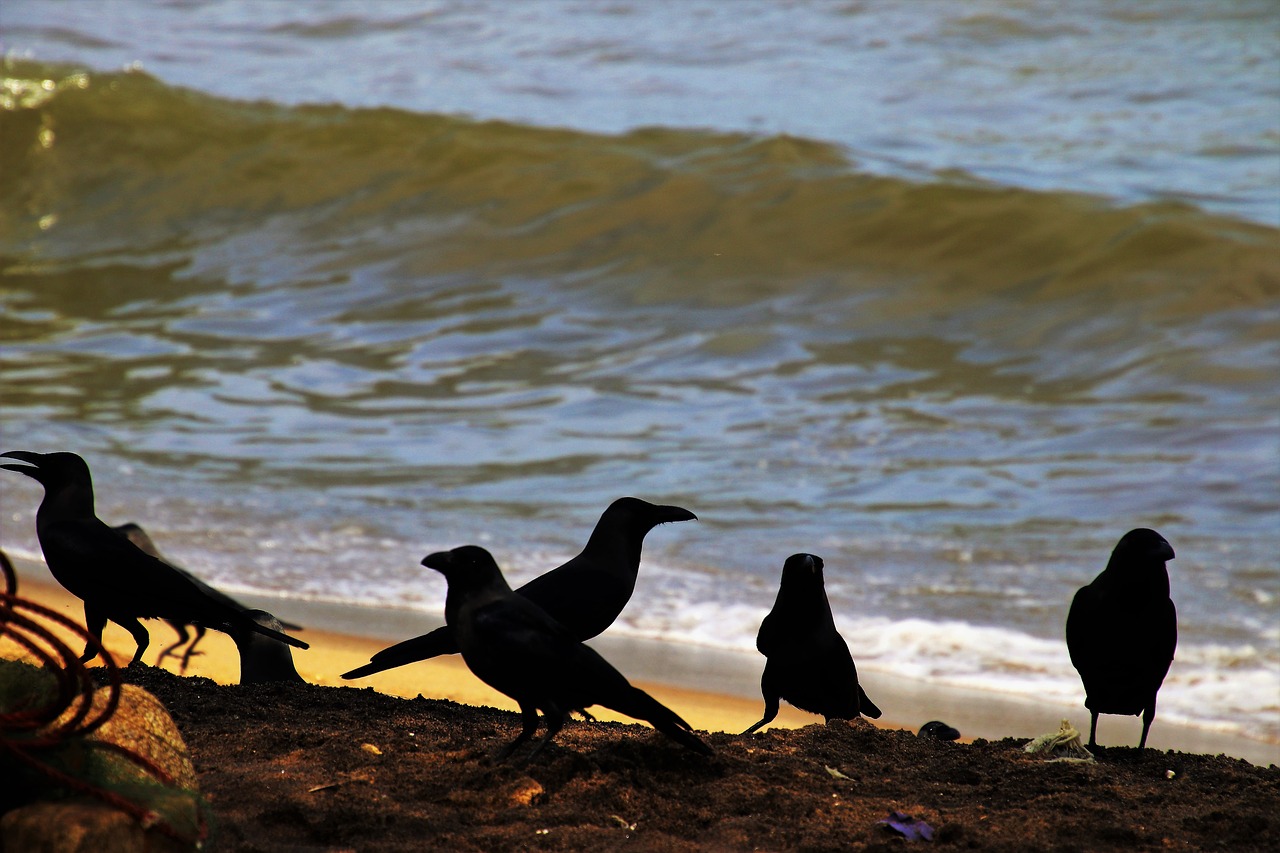 beach raven wave free photo