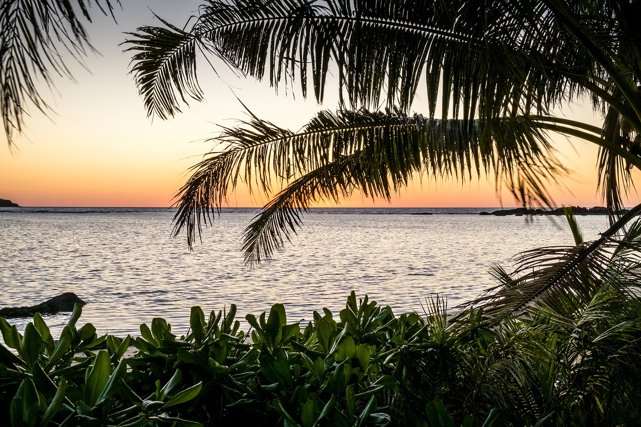 beach palm tropical free photo