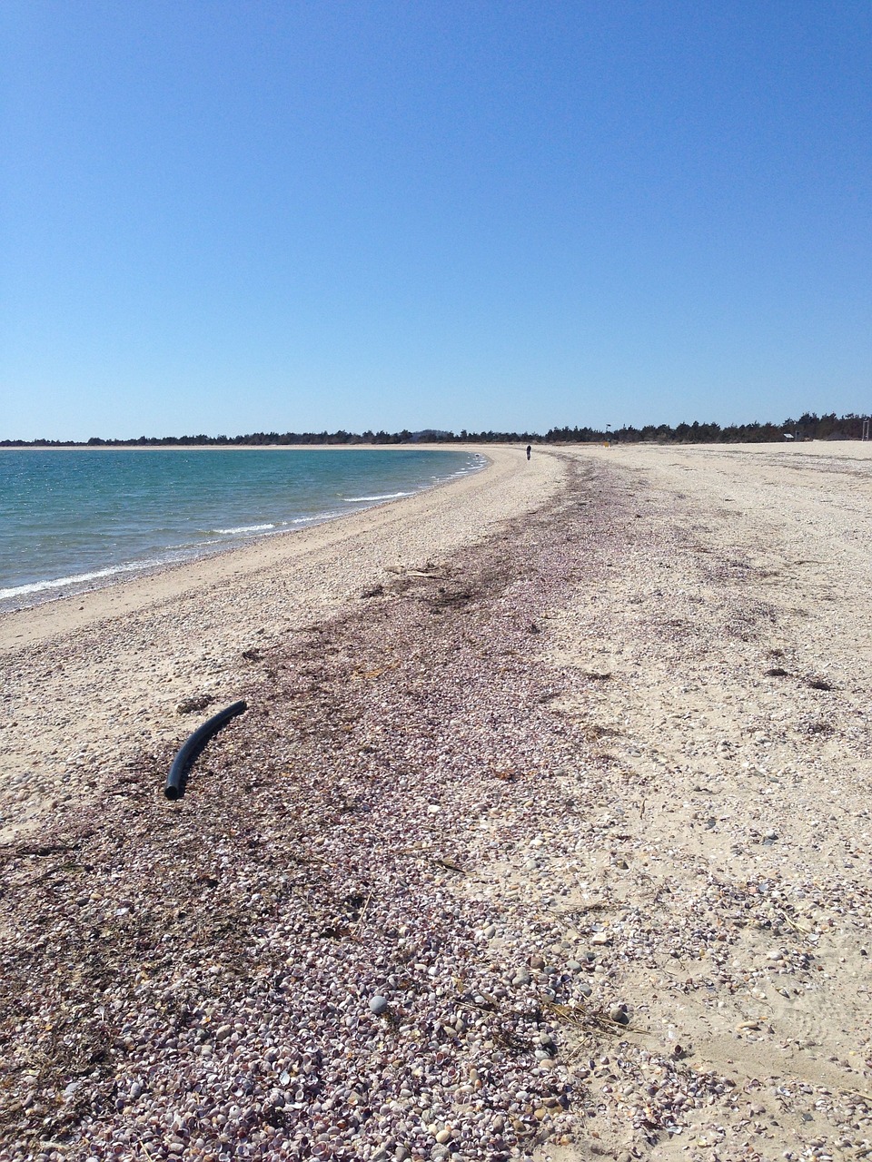 beach sea shell free photo