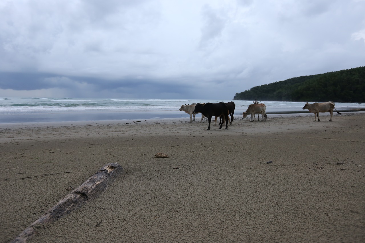 beach  the body of water  coast free photo