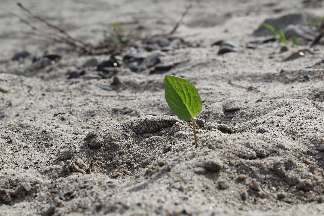 beach  leaf  nature free photo