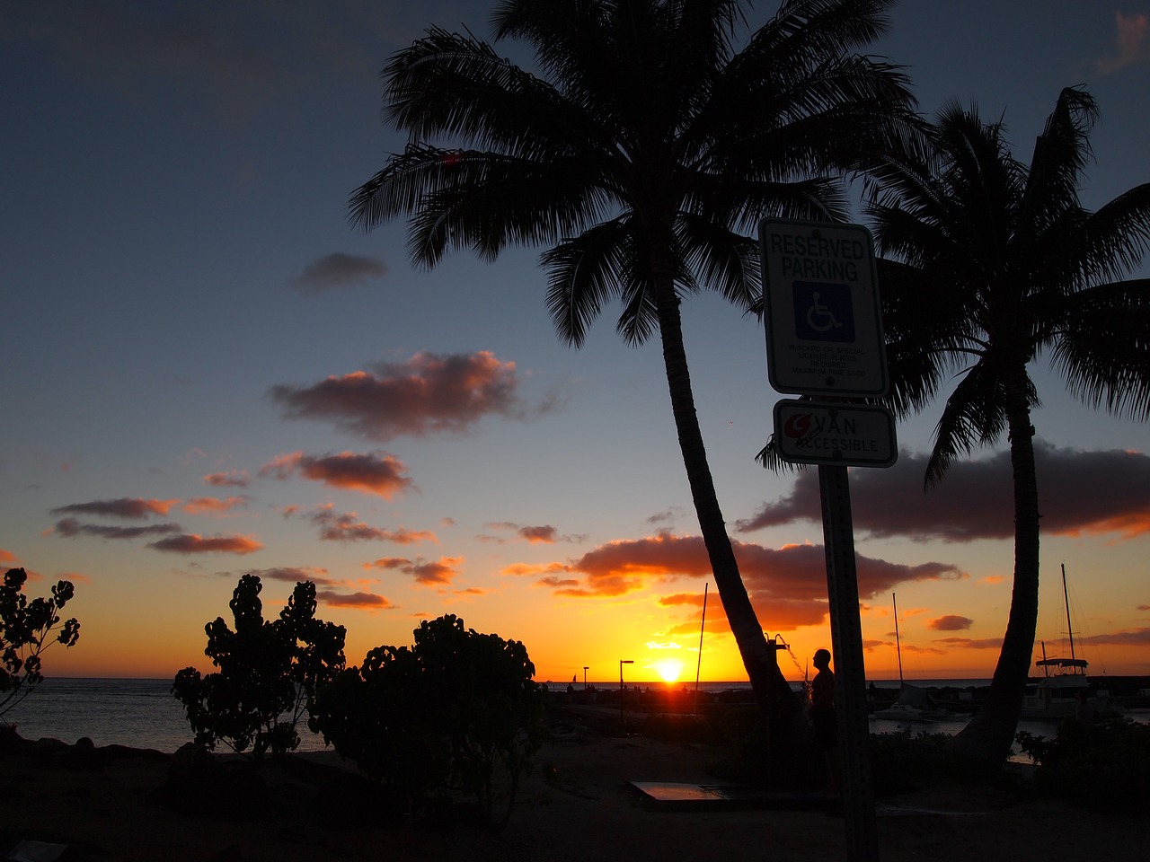 beach  palmae  tropical free photo