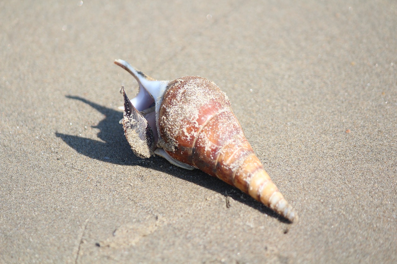beach  shell  sand free photo