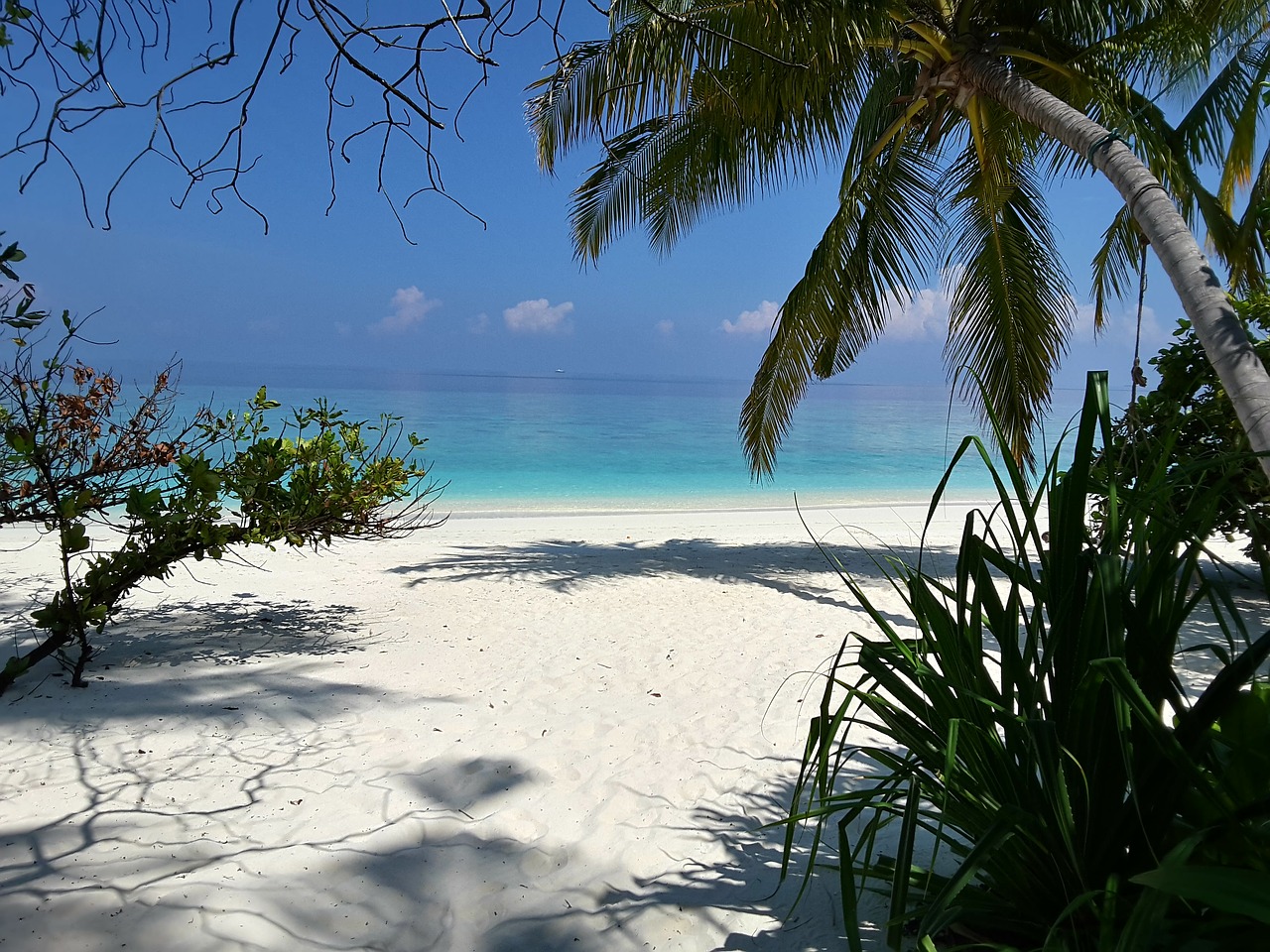 beach  coast  tree free photo