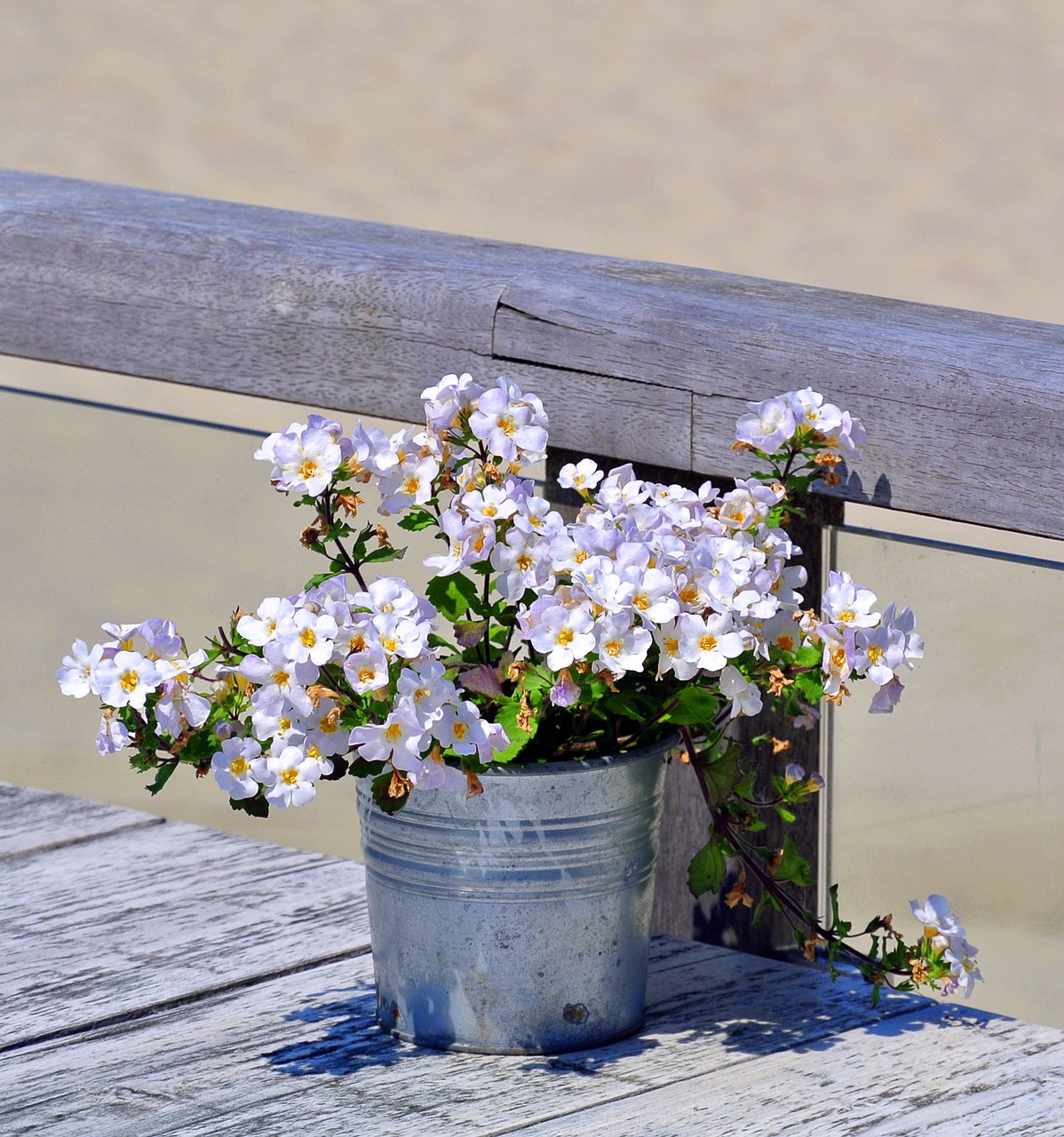 beach  flowerpot  plant free photo
