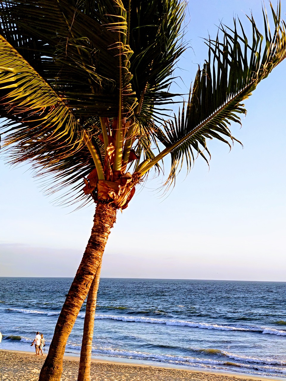 beach  palms  couple free photo
