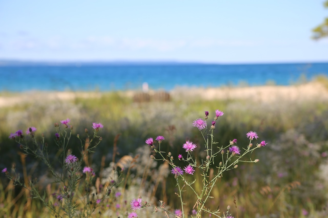 beach  purple  thistle free photo