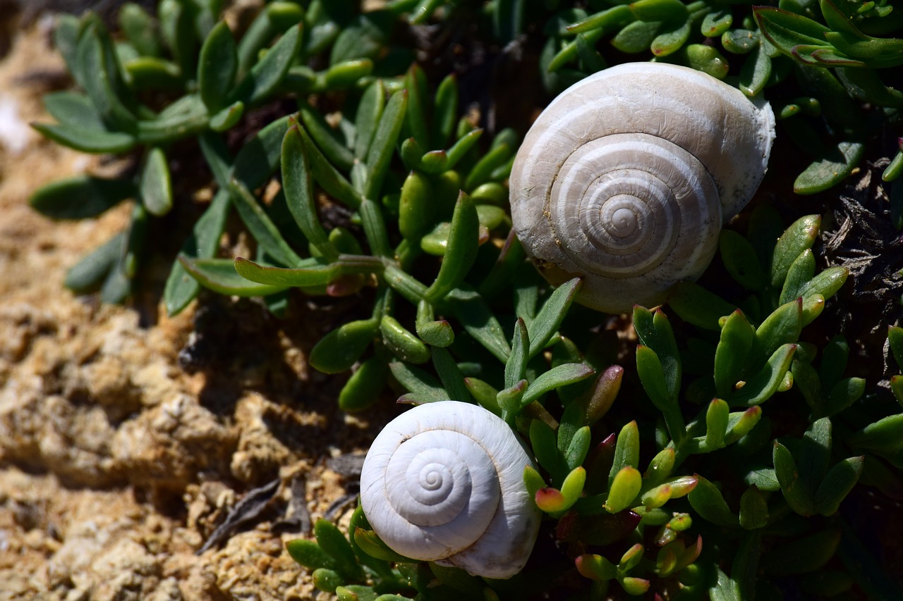 beach  shell  vegetation free photo