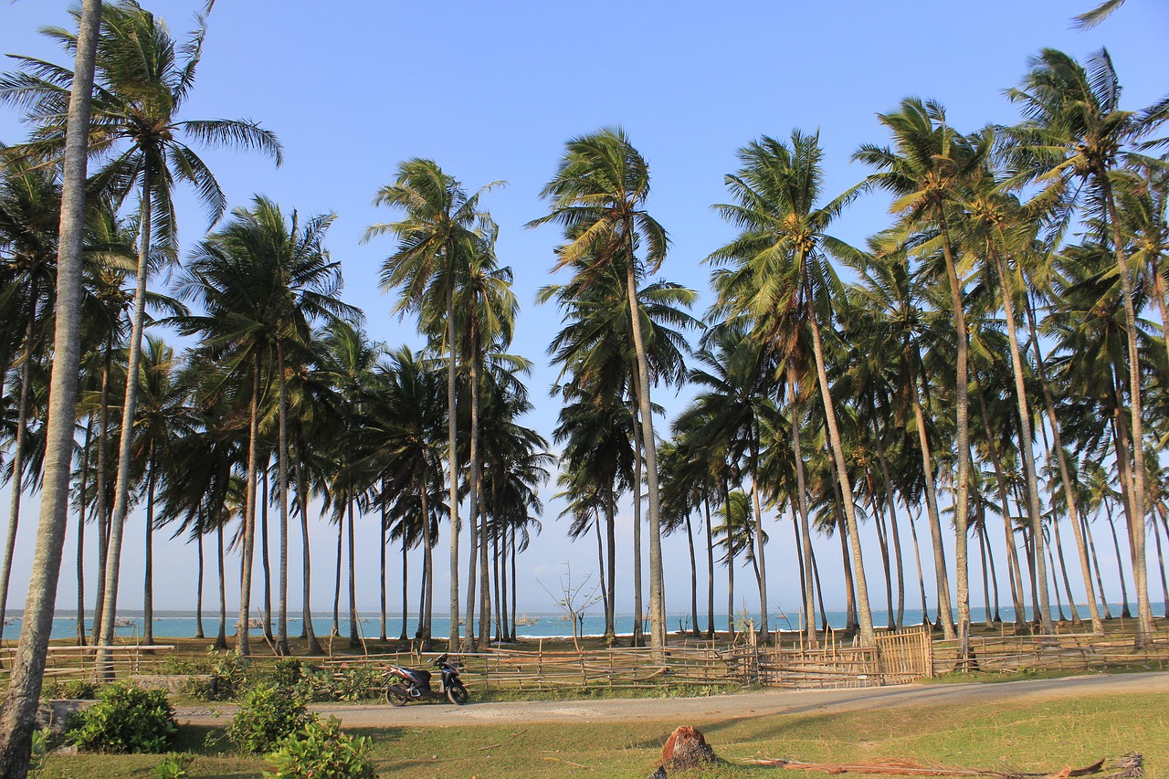 beach  palm  tree free photo