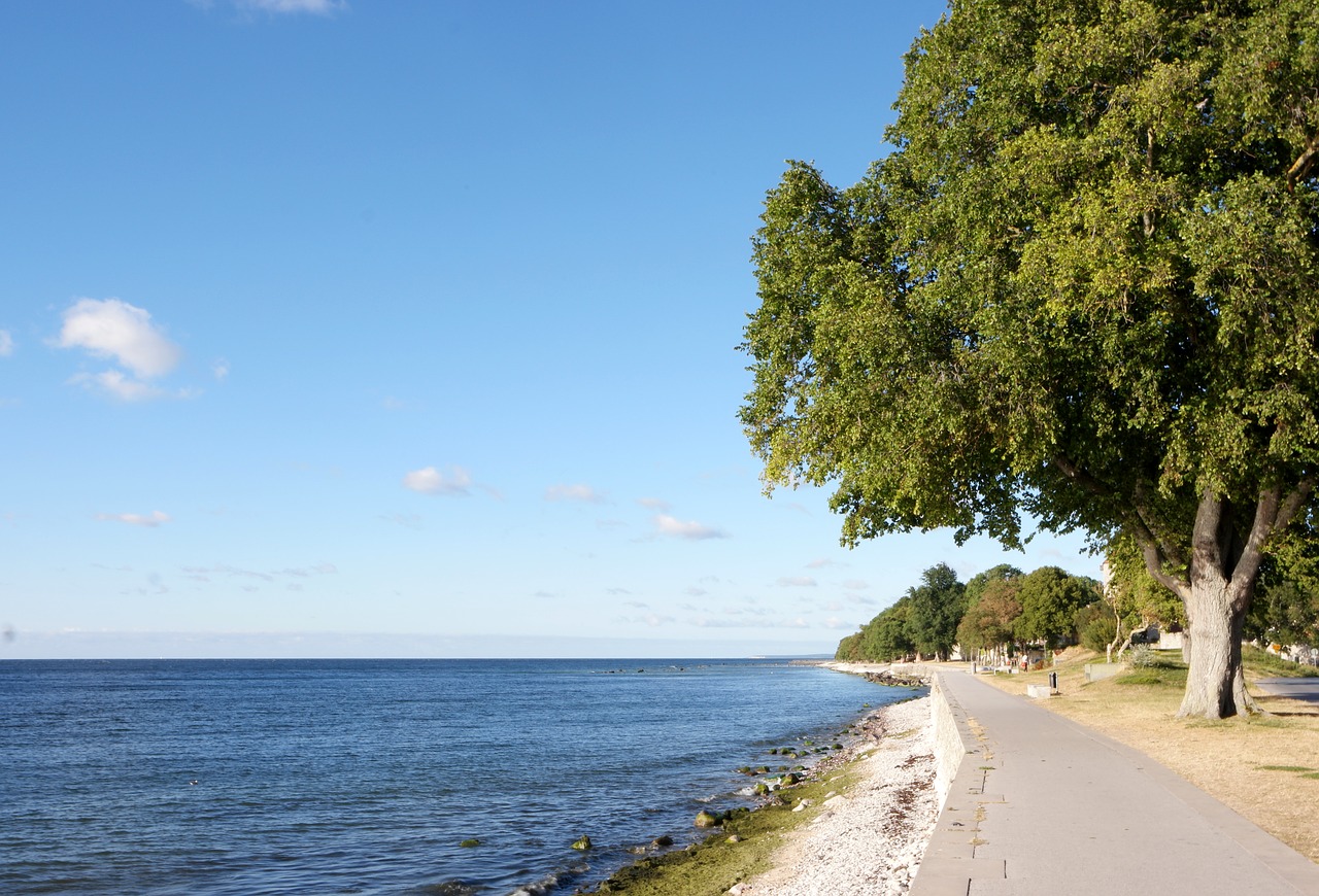 beach  tree  nature free photo