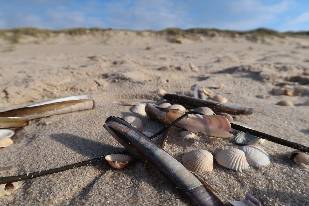 beach  north sea  sand beach free photo