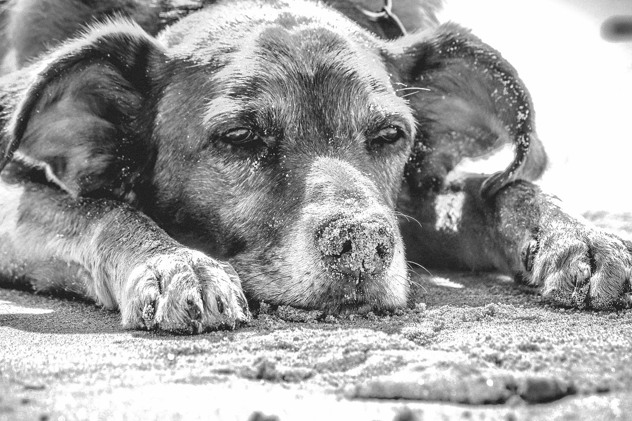 beach  sand  dog free photo