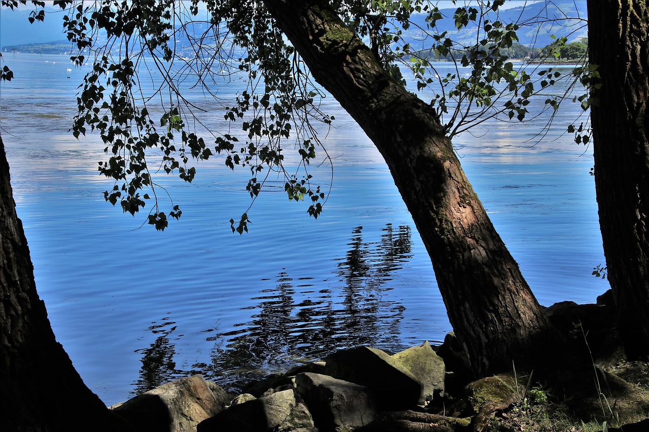 beach  lake  tree free photo