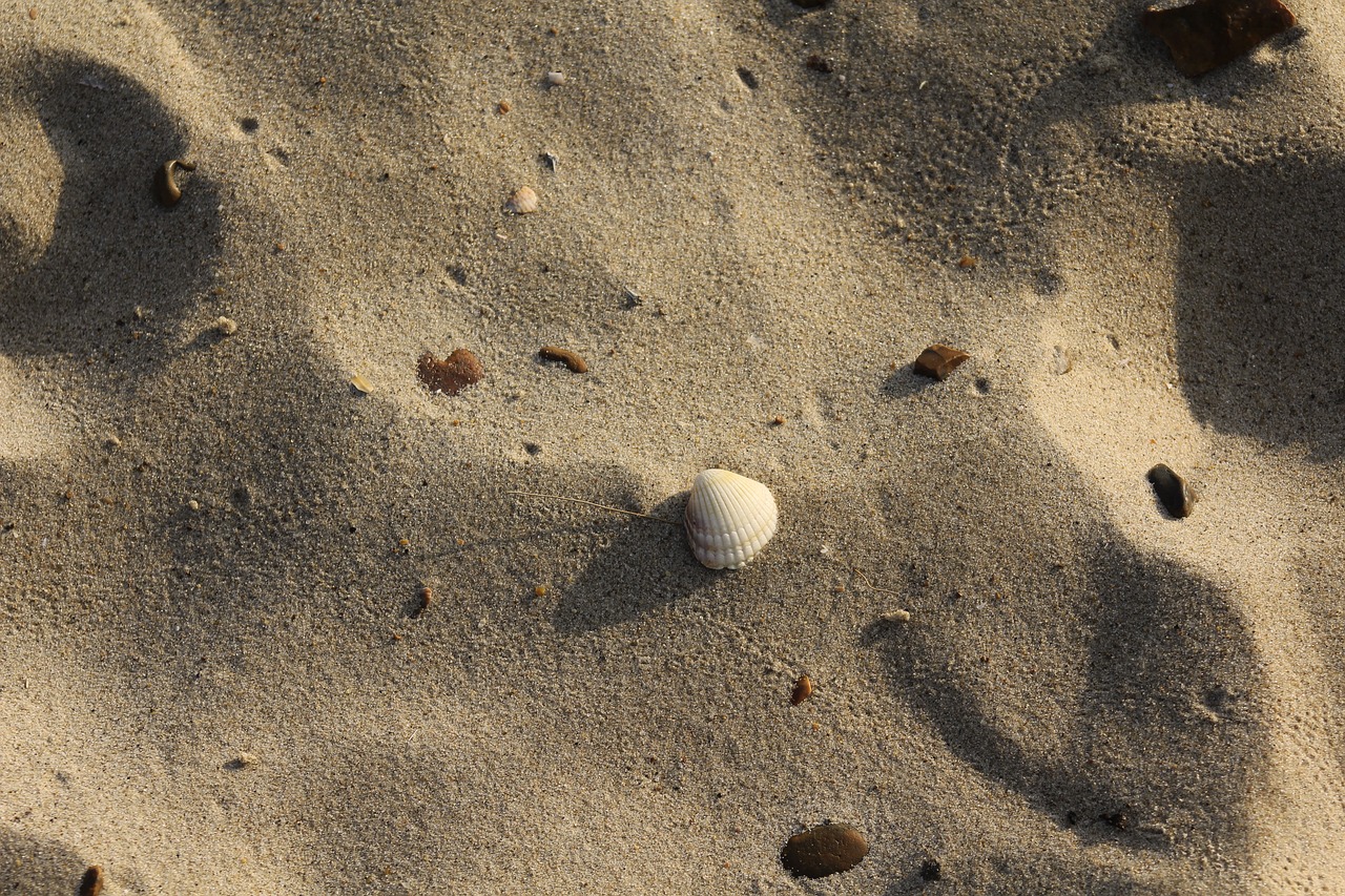 beach  sand  summer free photo