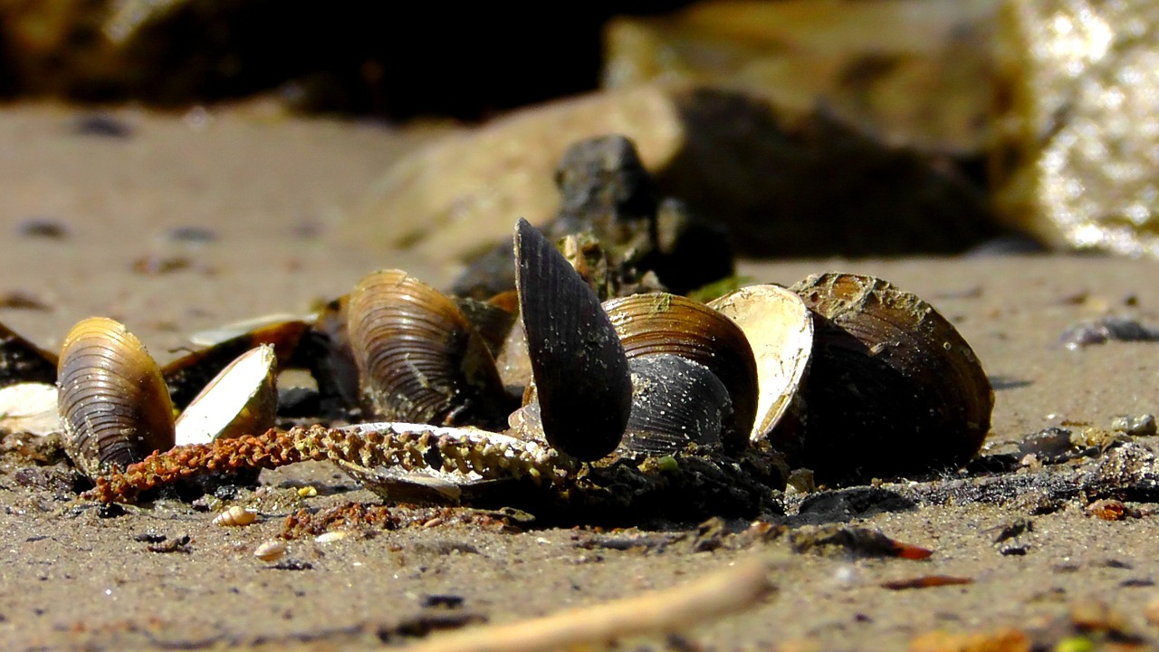 beach sand stones free photo