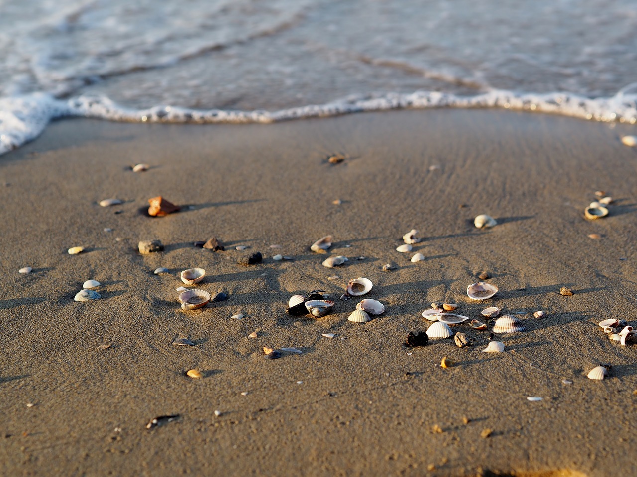 beach  sea  mussels free photo