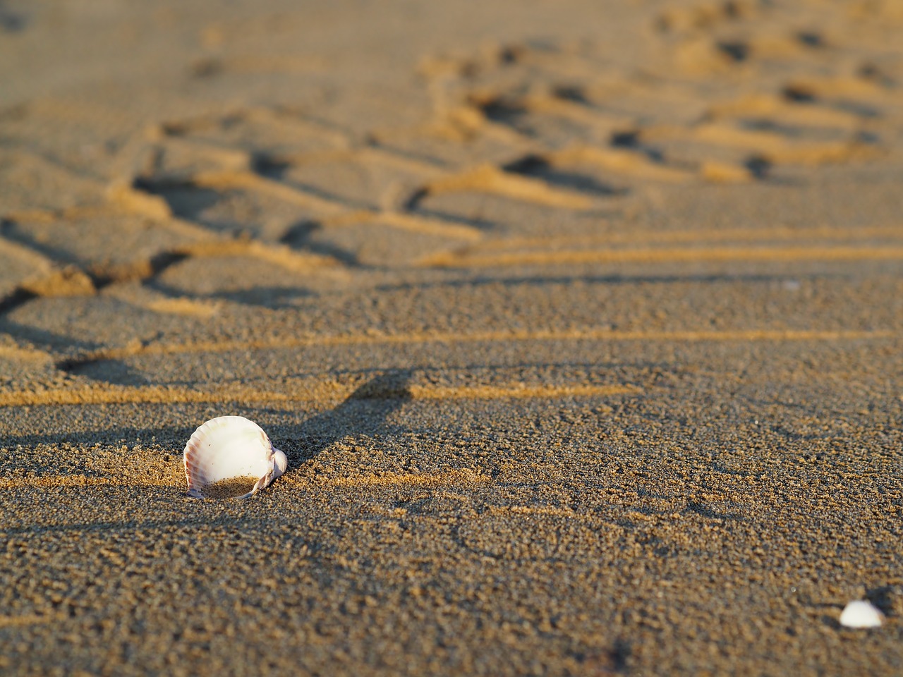 beach  sea  mussels free photo