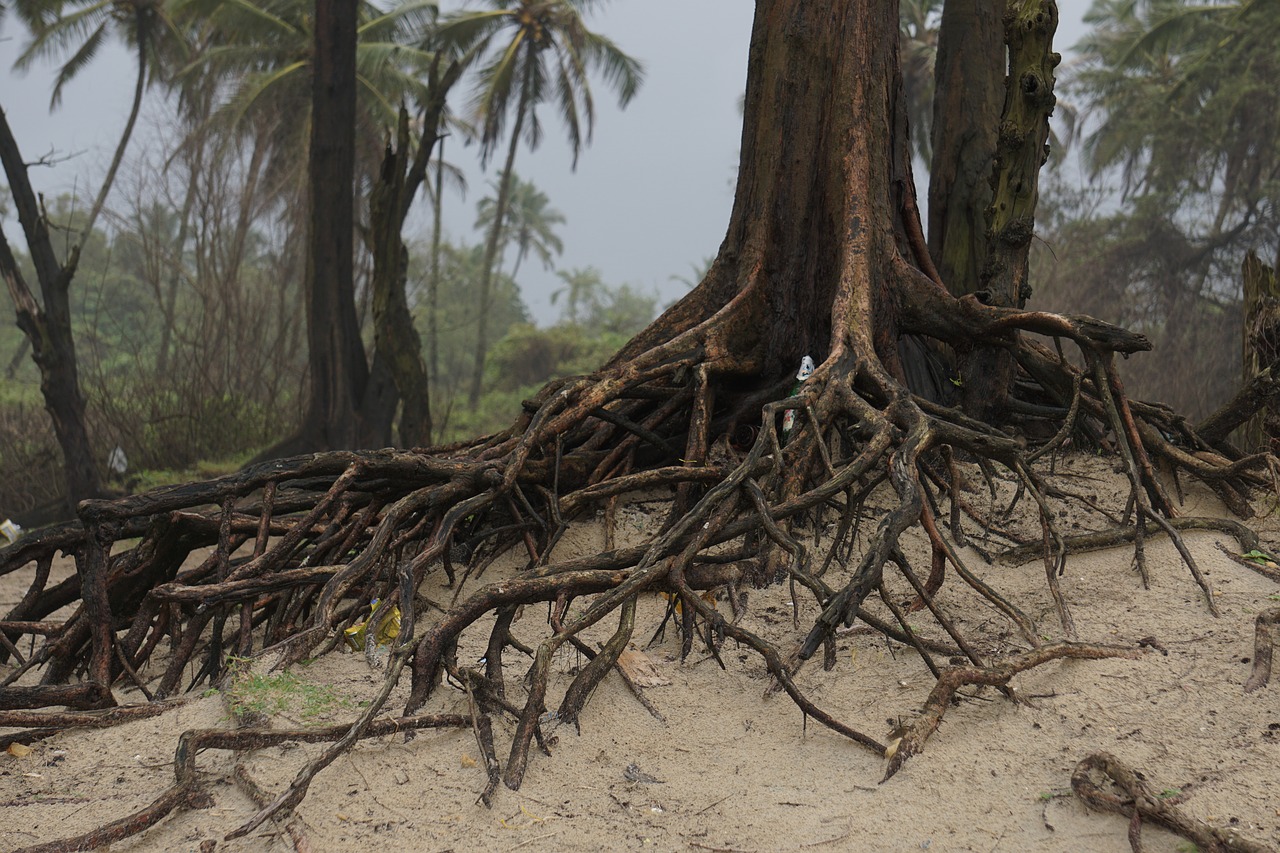 beach  forest  trees free photo