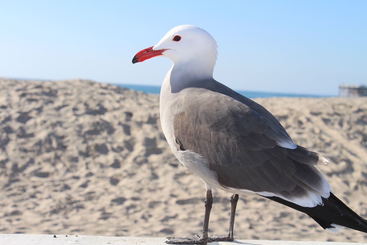 beach  bird  seagull free photo