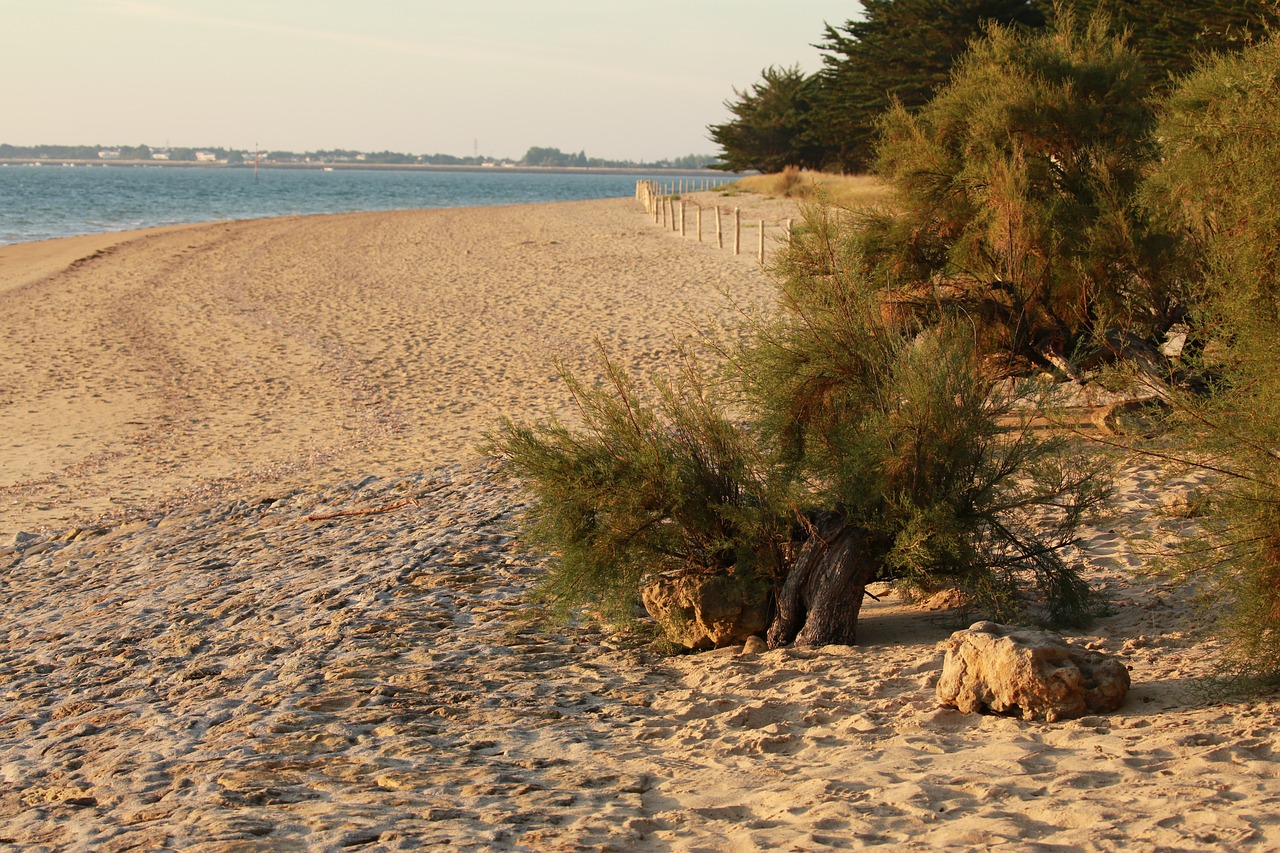 beach  sand  végetation free photo