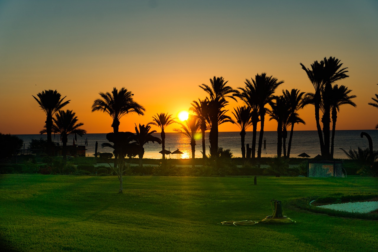 beach  palm trees  sea free photo