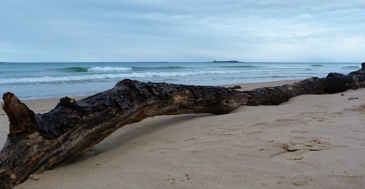 beach  driftwood  sand free photo