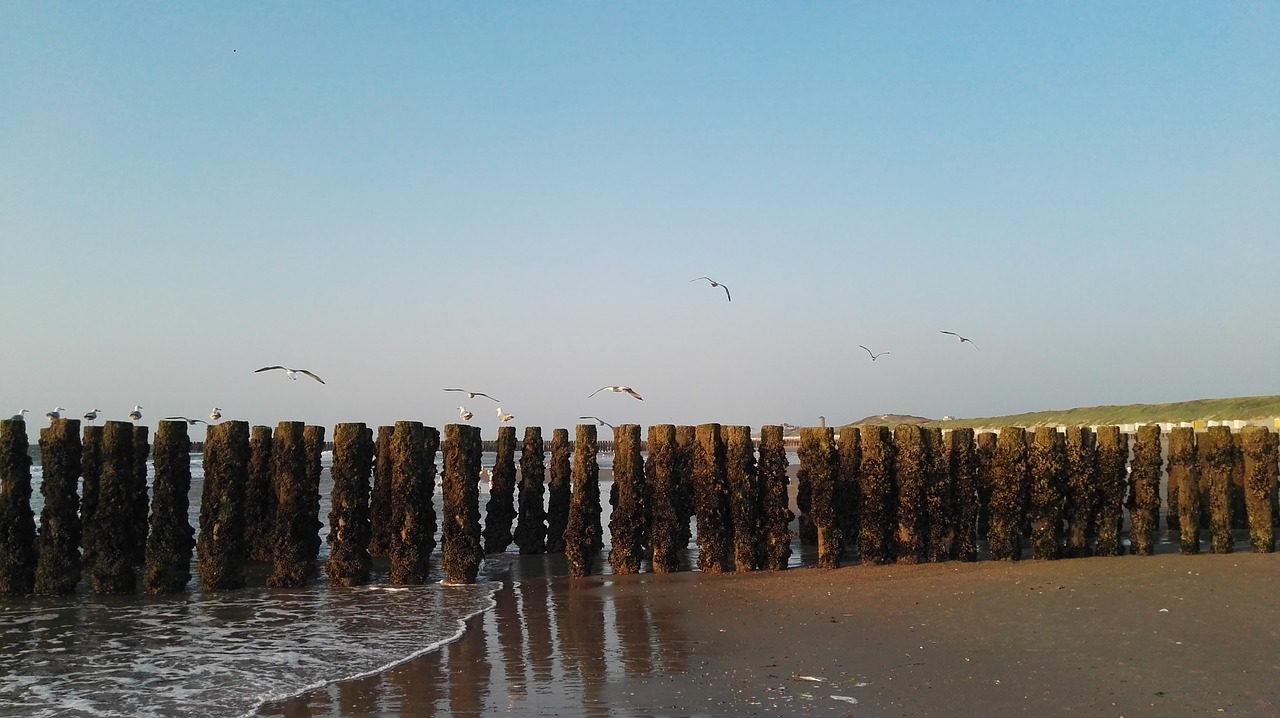 beach  piles  nature free photo