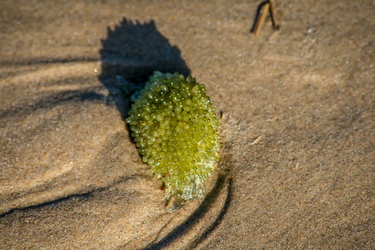 beach  sand  sea free photo