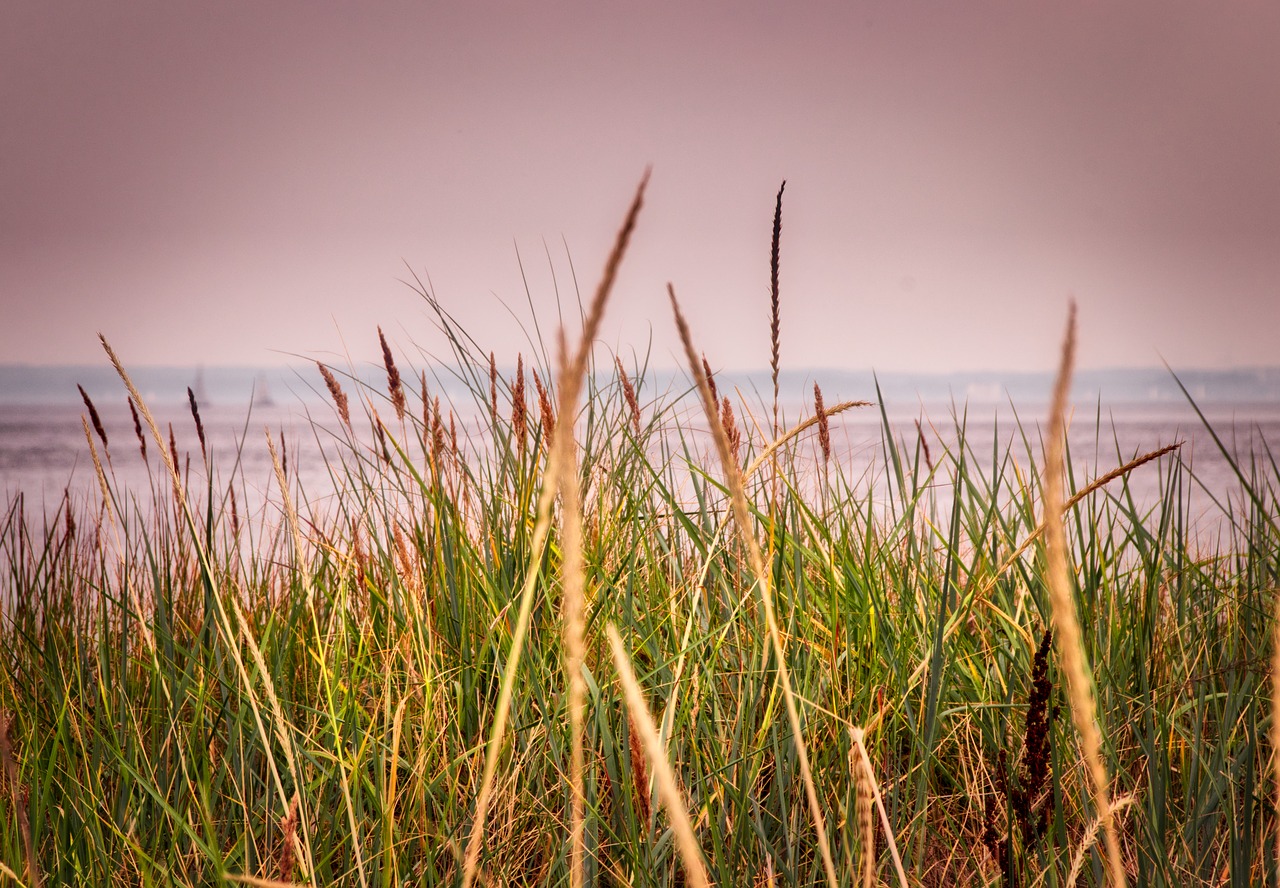 beach  grass  sea free photo